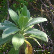 Psiadia anchusifolia Bouillon blanc Aste raceae  Endémique La Réunion 1564.jpeg